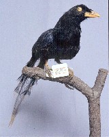 臺灣藍鵲藏品圖，第3張
